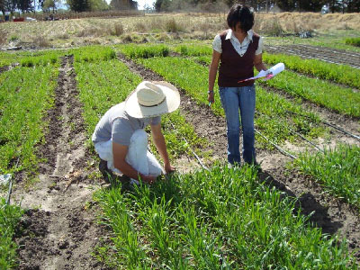 Fotos de los ensayos de desarrollo en avena