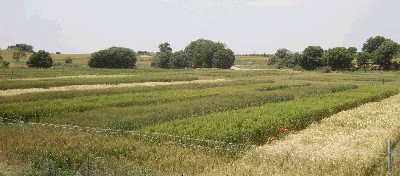 Laboratorio Ecofisiologia